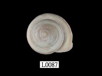 藏品(鹿野氏蝸牛)的圖片